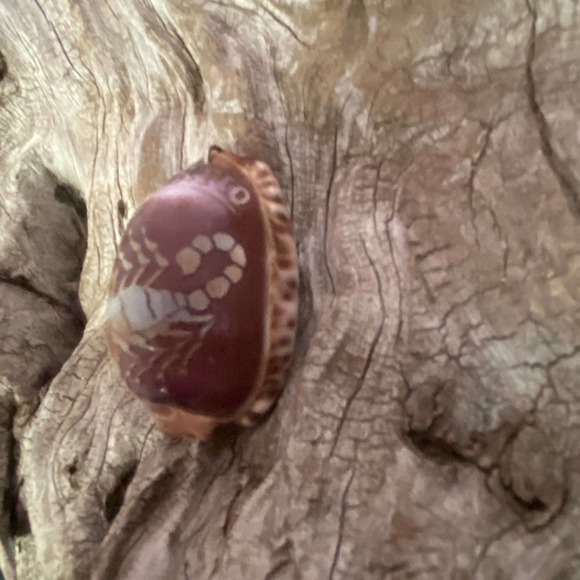 Scorpio Cowrie Shell Necklace Pendant Vintage 70's Etched Beach Souvenir Zodiac - Picture 5 of 7